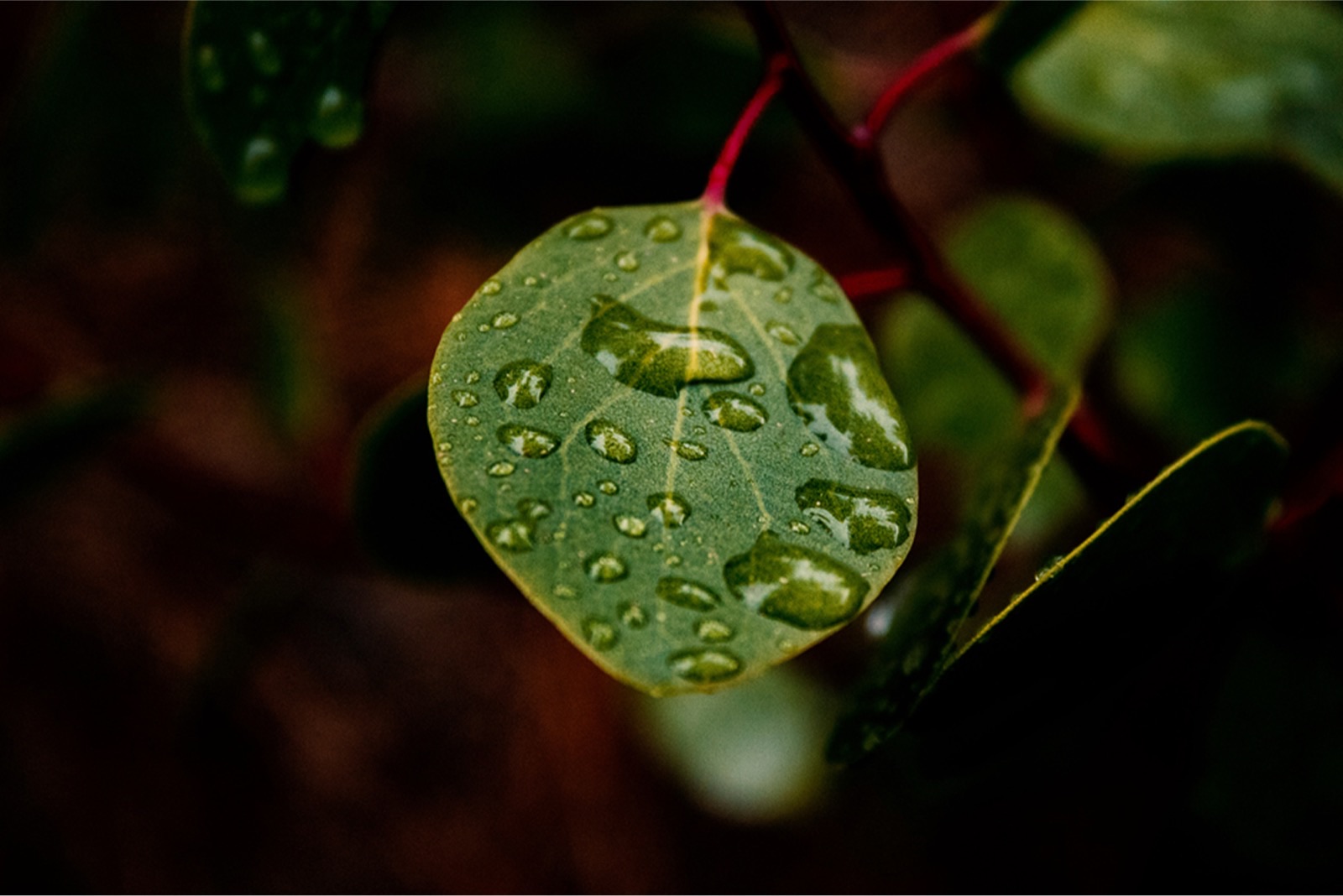 Harnessing Nature’s Potential