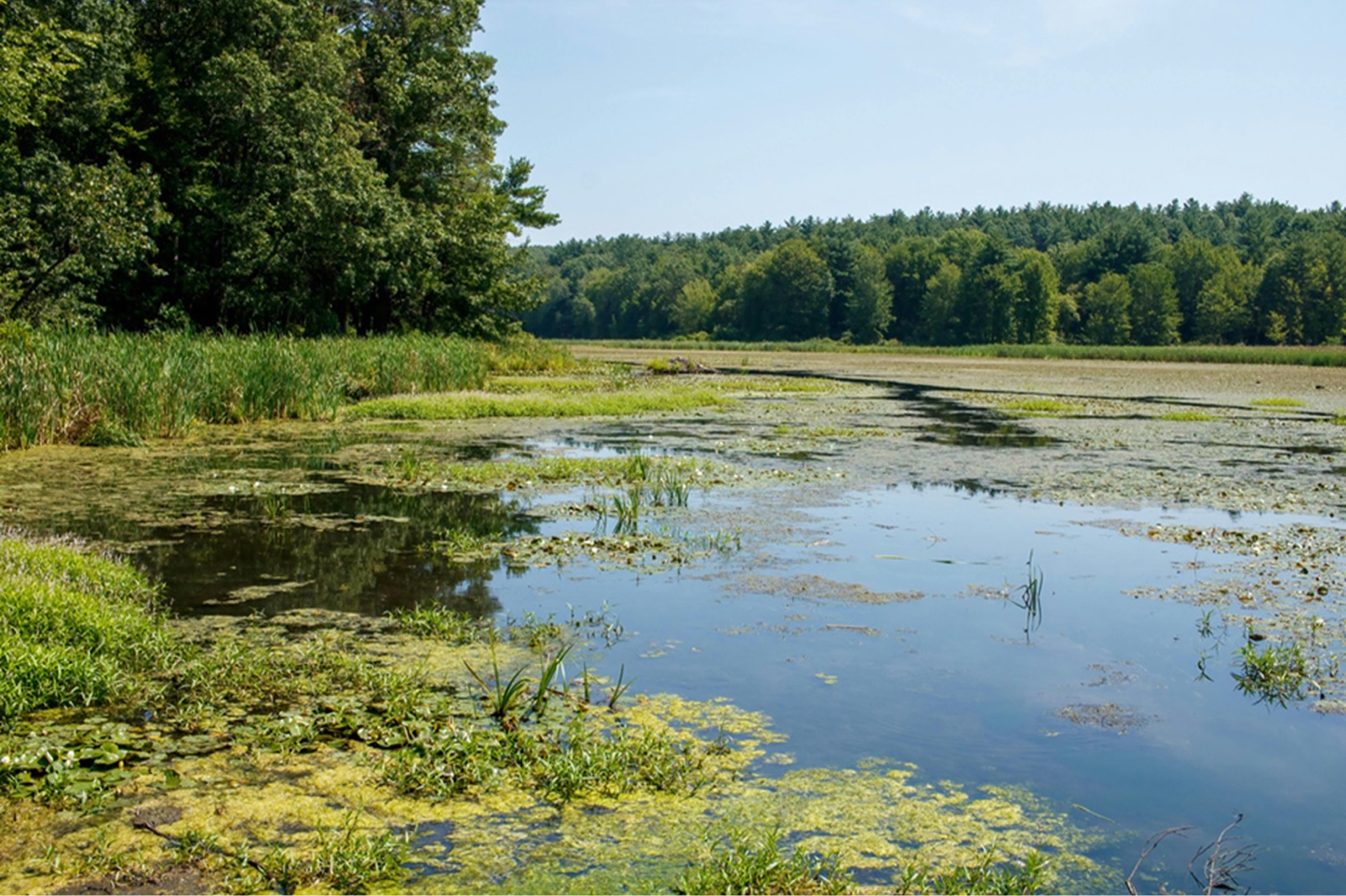 About Wetlands