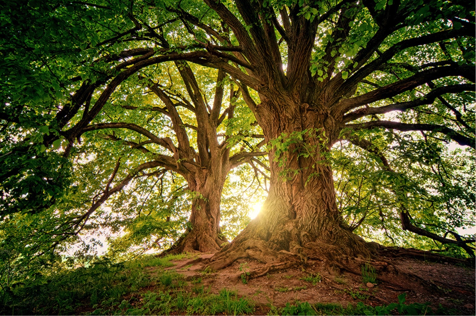 Two large old trees with sunlight shining through the forest canopy