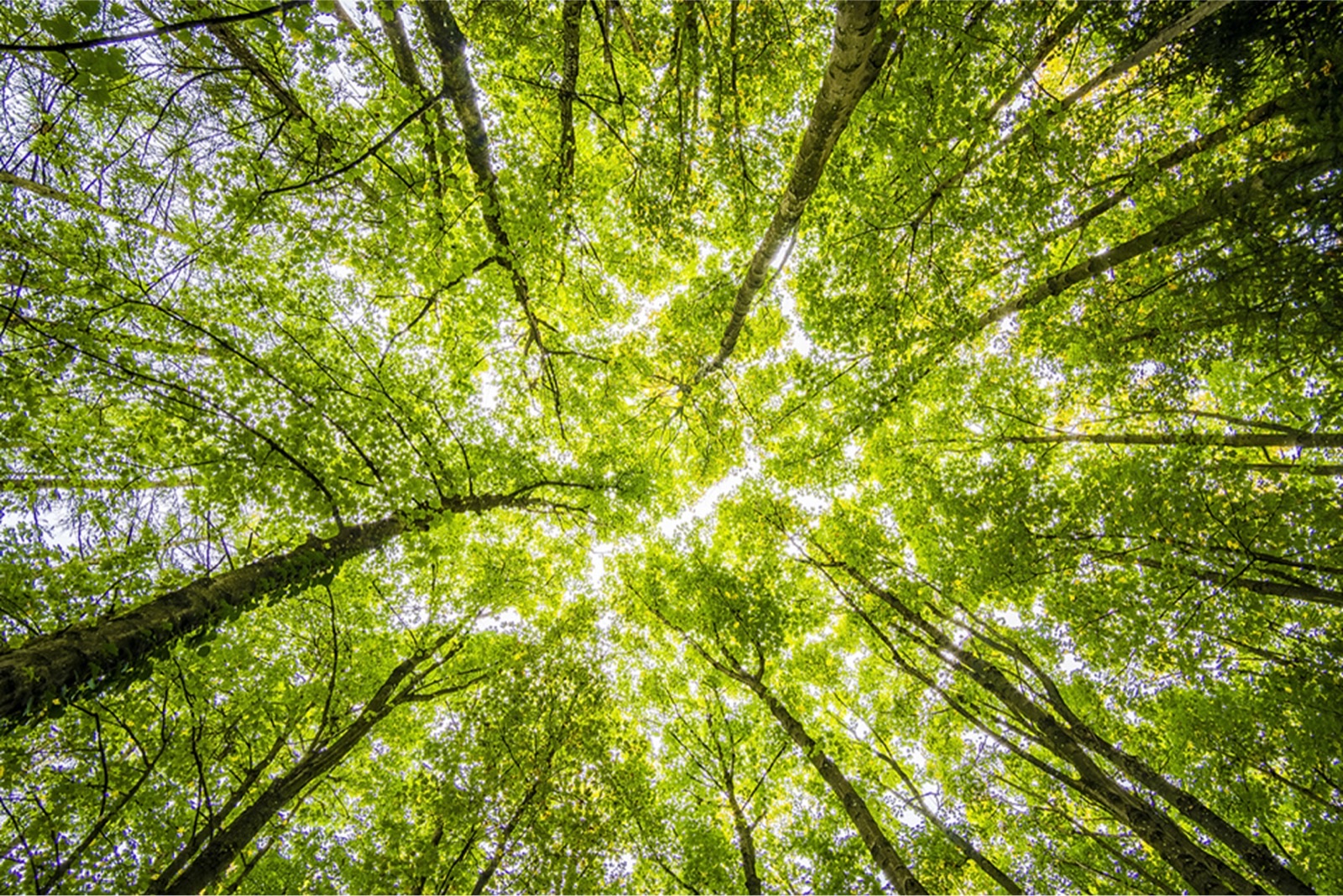 Sustainability Reporting and Strategy